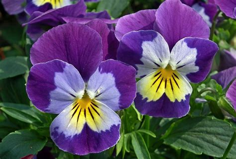 pansies images|42,100+ Pansy Stock Photos, Pictures & Royalty.